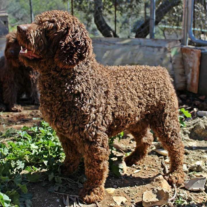 Morante del Morruo | Spanish Water Dog 