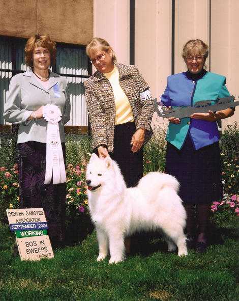 Chinook 'N' Tundrawinds' Skyrocket | Samoyed 