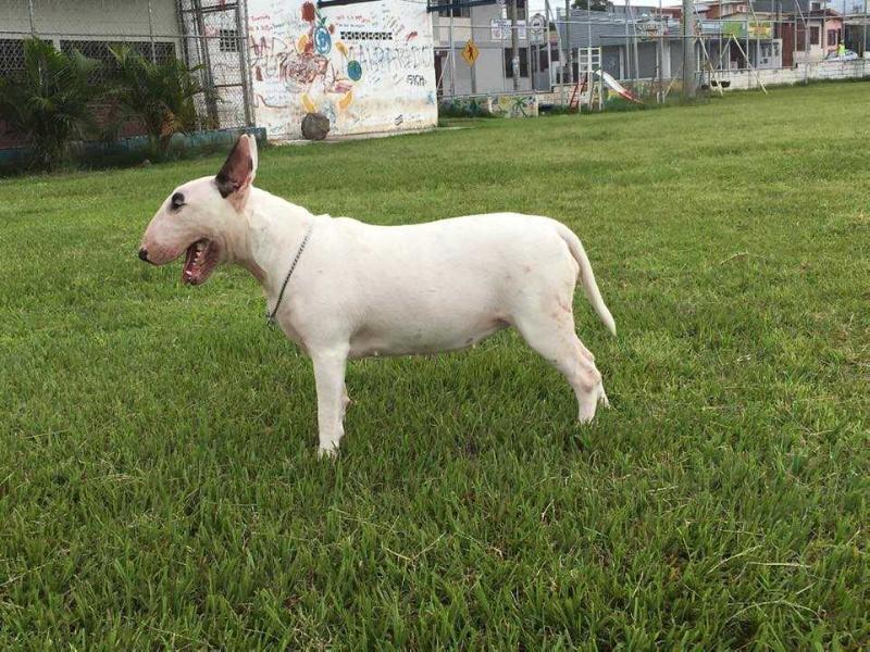 Yafa | Bull Terrier 