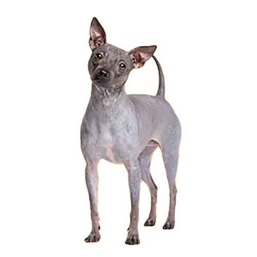 American-Hairless-Terrier