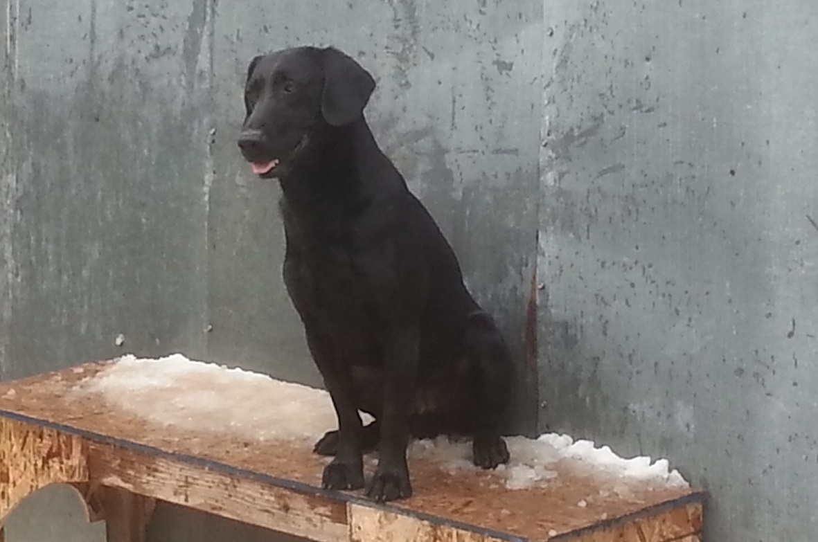 DUCKPUP'S PSR SWAGGER | Black Labrador Retriver