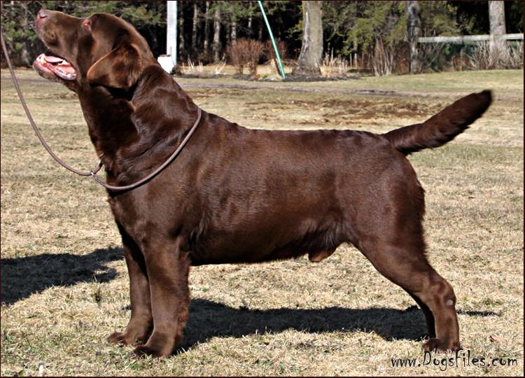 CH Chablais Chocolatier | Chocolate Labrador Retriver