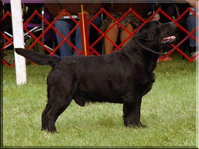 MBISS AmGCH/CH Big Skys Stone Kutter | Black Labrador Retriver