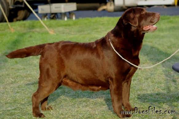 Am. Can. CH. Chablais Delorme Ziggy | Chocolate Labrador Retriver