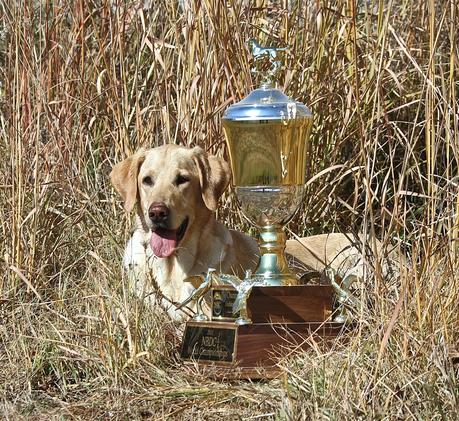 Upland Maggie JH | Yellow Labrador Retriver