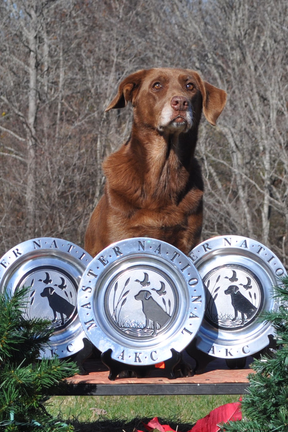 Johnson's Redwind MH MNH | Chocolate Labrador Retriver