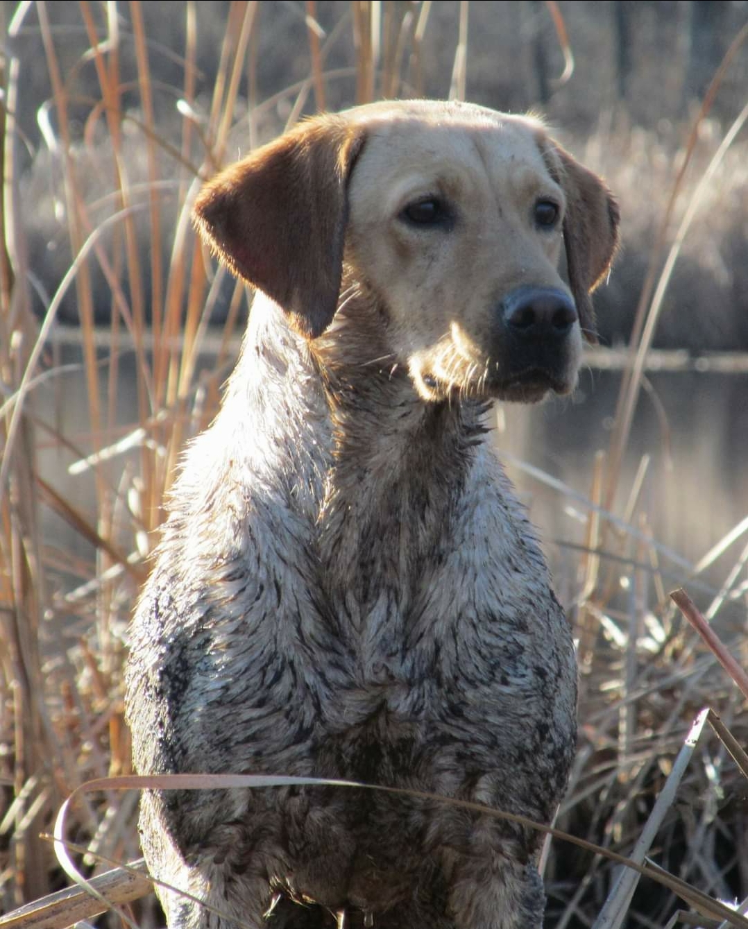 Granite Ledge's Betty Ann MH | Yellow Labrador Retriver