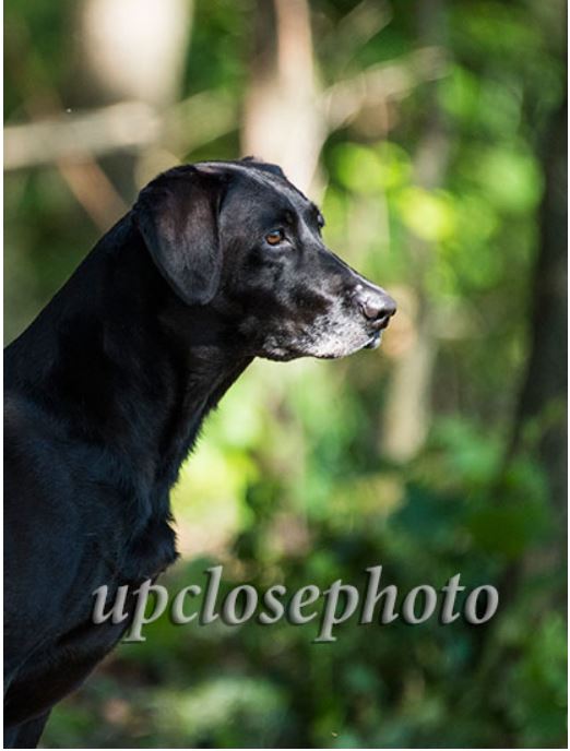 AFC Lawman's Lady Ranger | Black Labrador Retriver