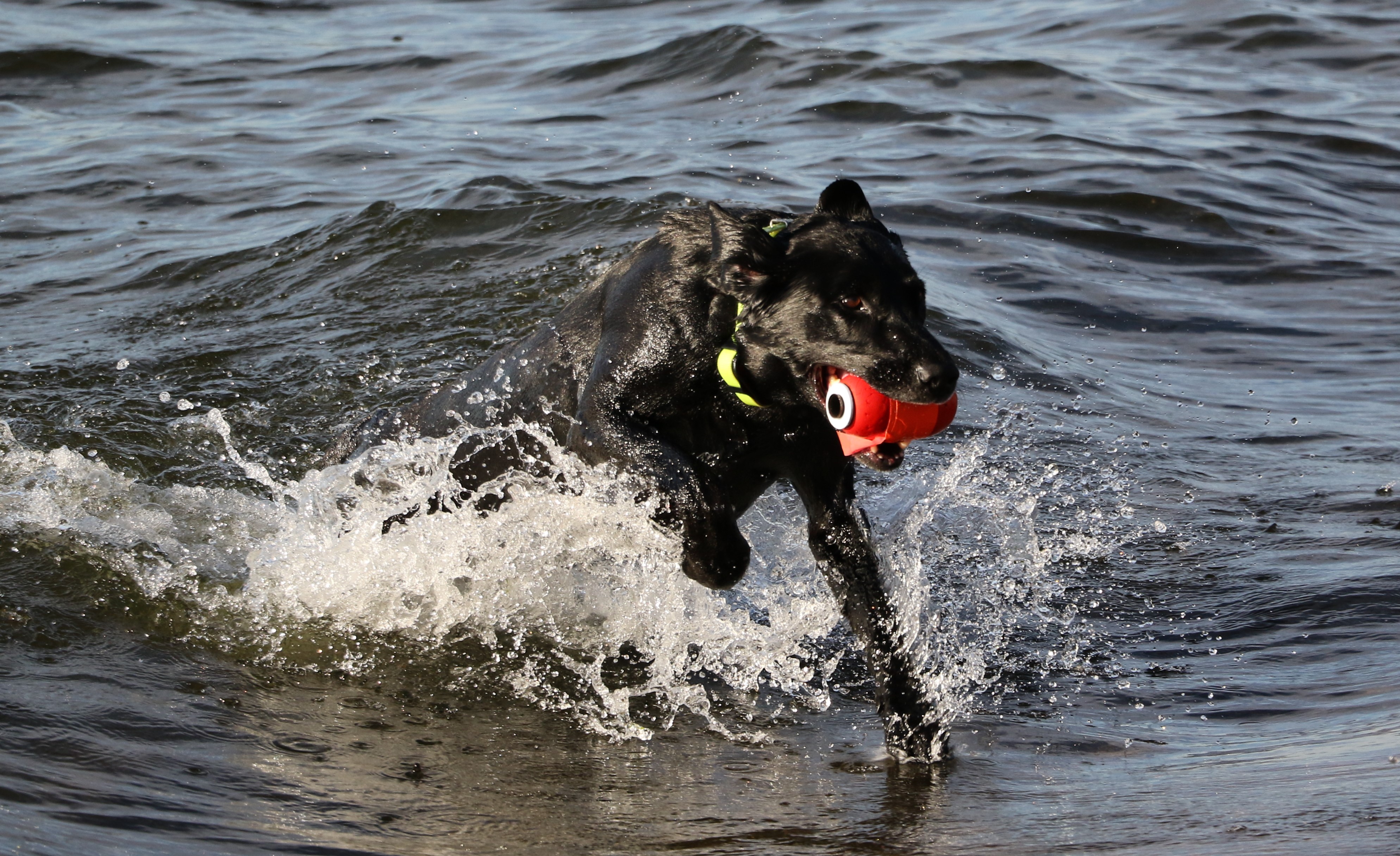 FTCH AFTCH Tia's Ebony Pirate Blade | Black Labrador Retriver