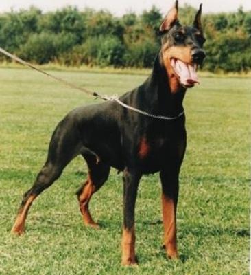 Gravin Viola v.d. Avondwake | Black Doberman Pinscher