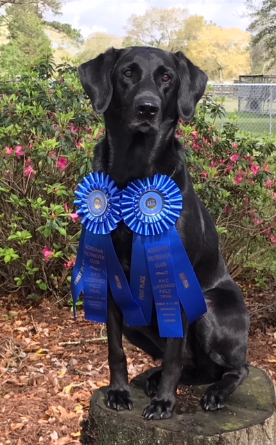 Prize And Connie's A"Quilla" Star | Black Labrador Retriver