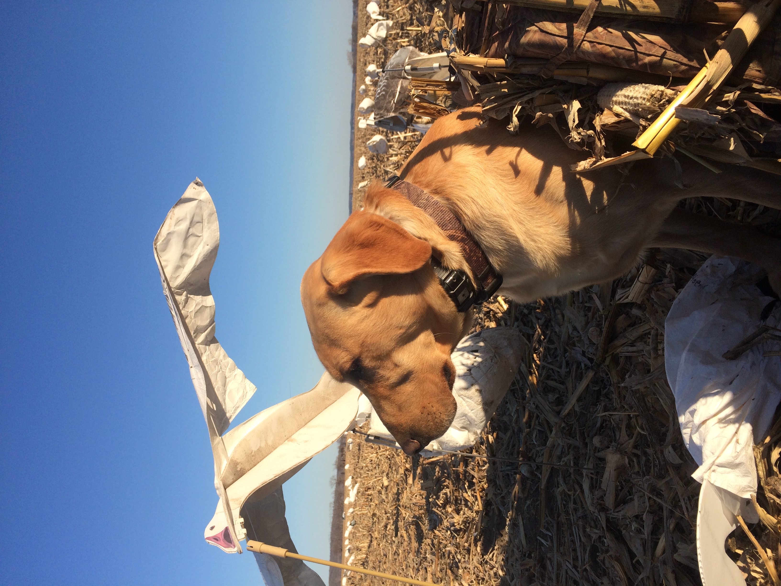 CPR HR Cramer's Mapleridge Gunner MH-30 | Yellow Labrador Retriver