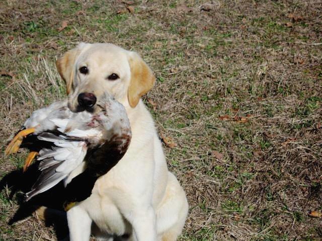 Semaphore Eldorado SH | Yellow Labrador Retriver