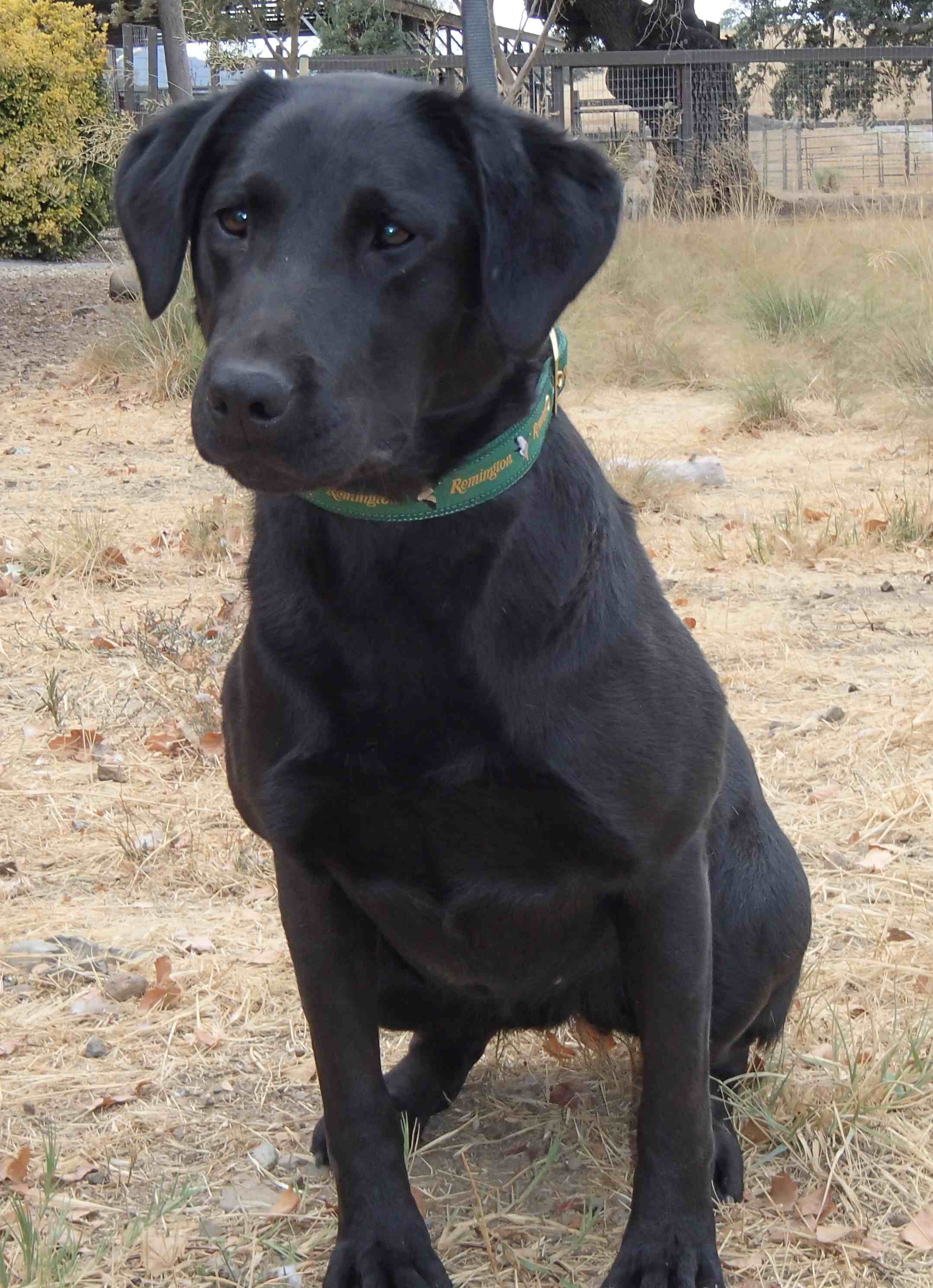 Buckshots Star Gazer | Black Labrador Retriver