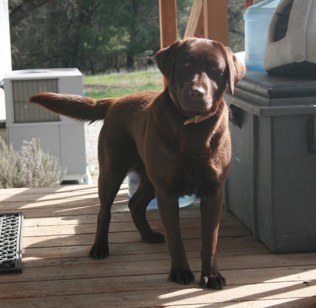 Buckshots Ginger Snap | Chocolate Labrador Retriver