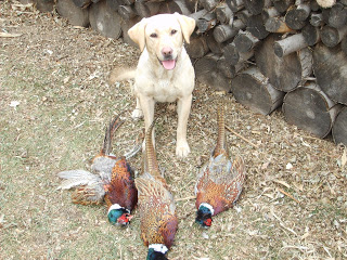 Isabelle Pride Of Forest | Yellow Labrador Retriver