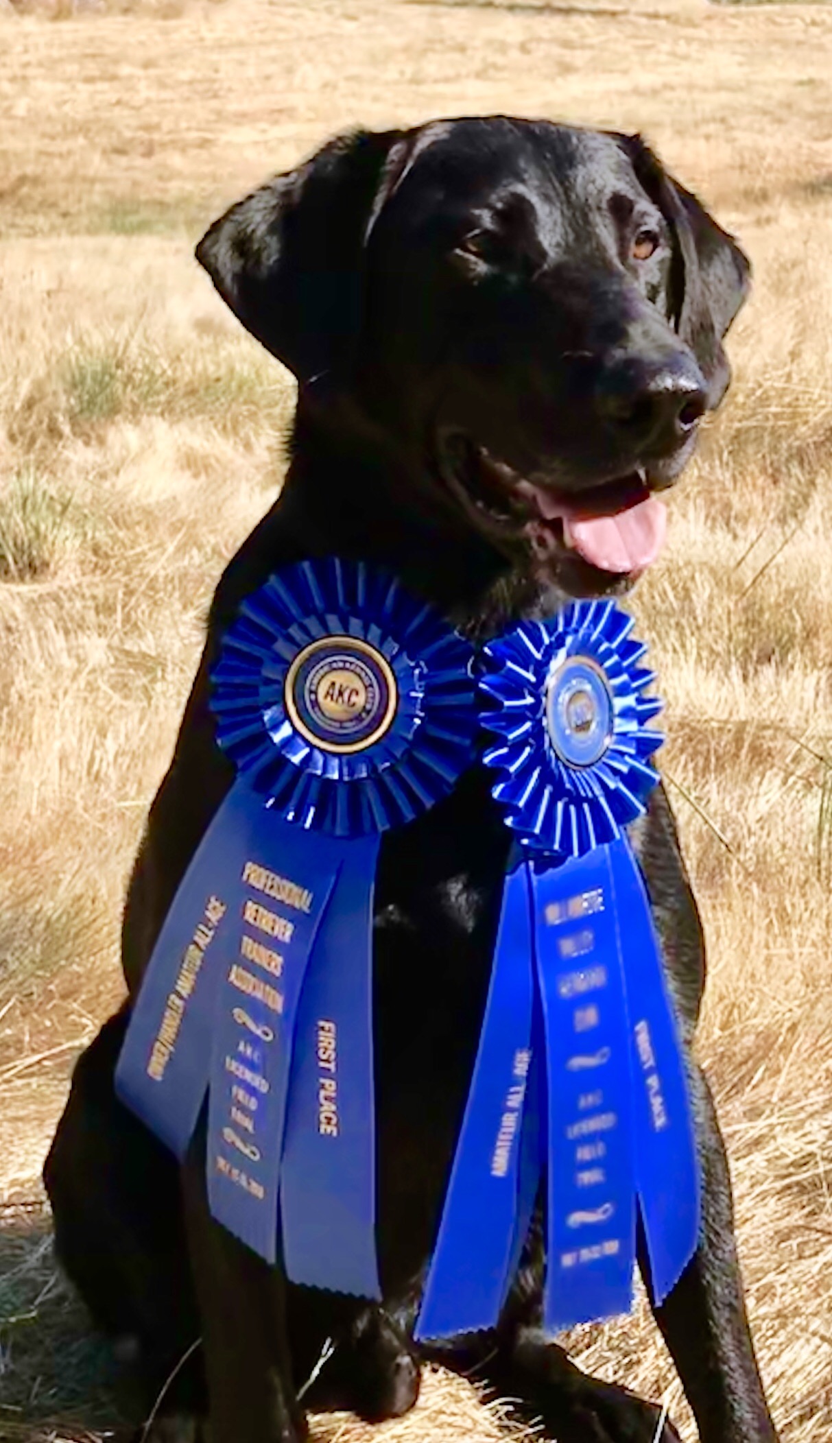 FC AFC Buster Posey | Black Labrador Retriver