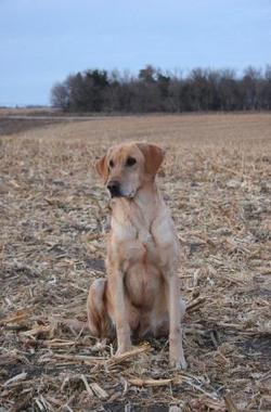 HR Gradys Quick Pick | Yellow Labrador Retriver