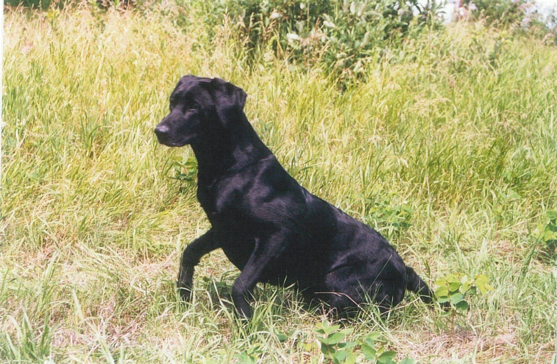 FTCH AFTCH Just'a Storm Code | Black Labrador Retriver