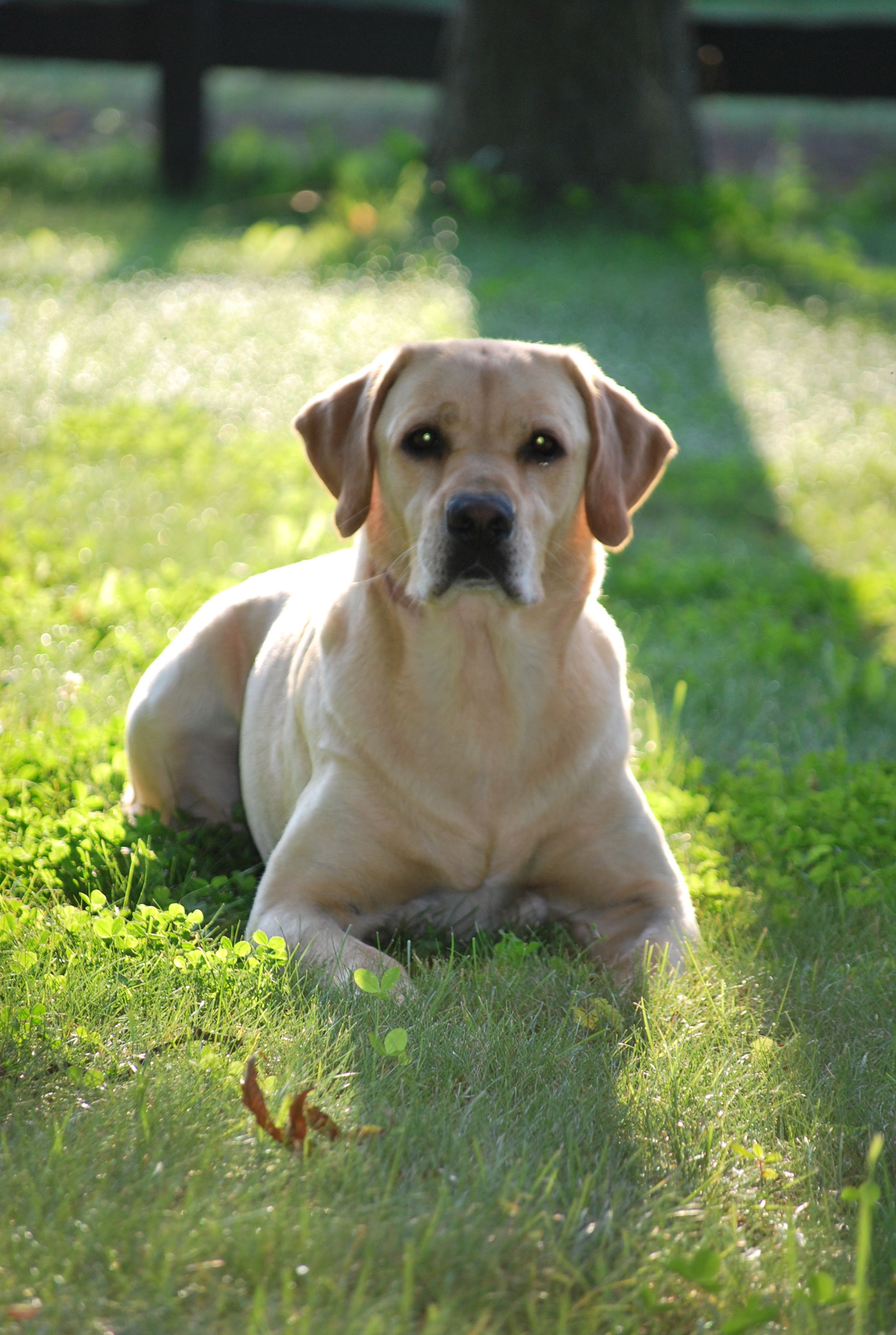 HRCH Kerrybrook's All Jazz'd Up MH | Yellow Labrador Retriver