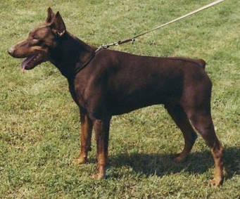 Yago v. Ellendonk | Brown Doberman Pinscher