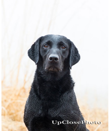 FC AFC Leica Sabertooth | Black Labrador Retriver