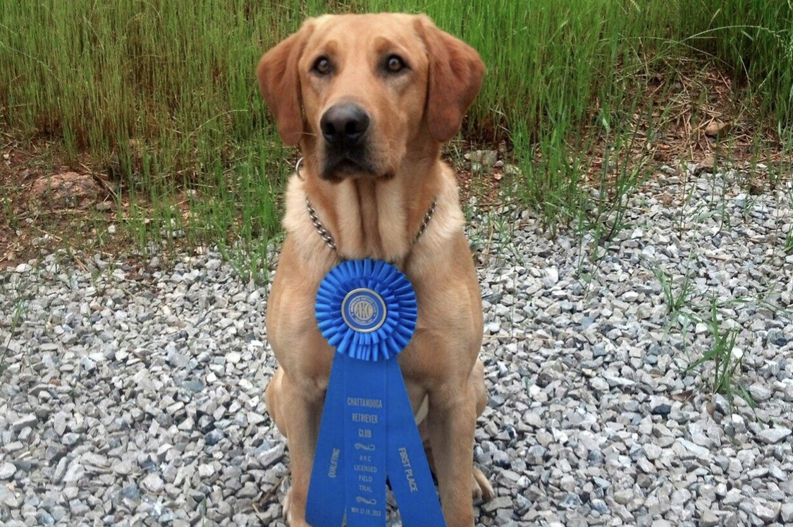 Tennessee Troublesome Ty  MH QA2 | Yellow Labrador Retriver