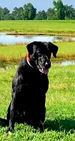 HRCH Blue Sky's Hot Bunn's Ellie MH QA2 | Black Labrador Retriver