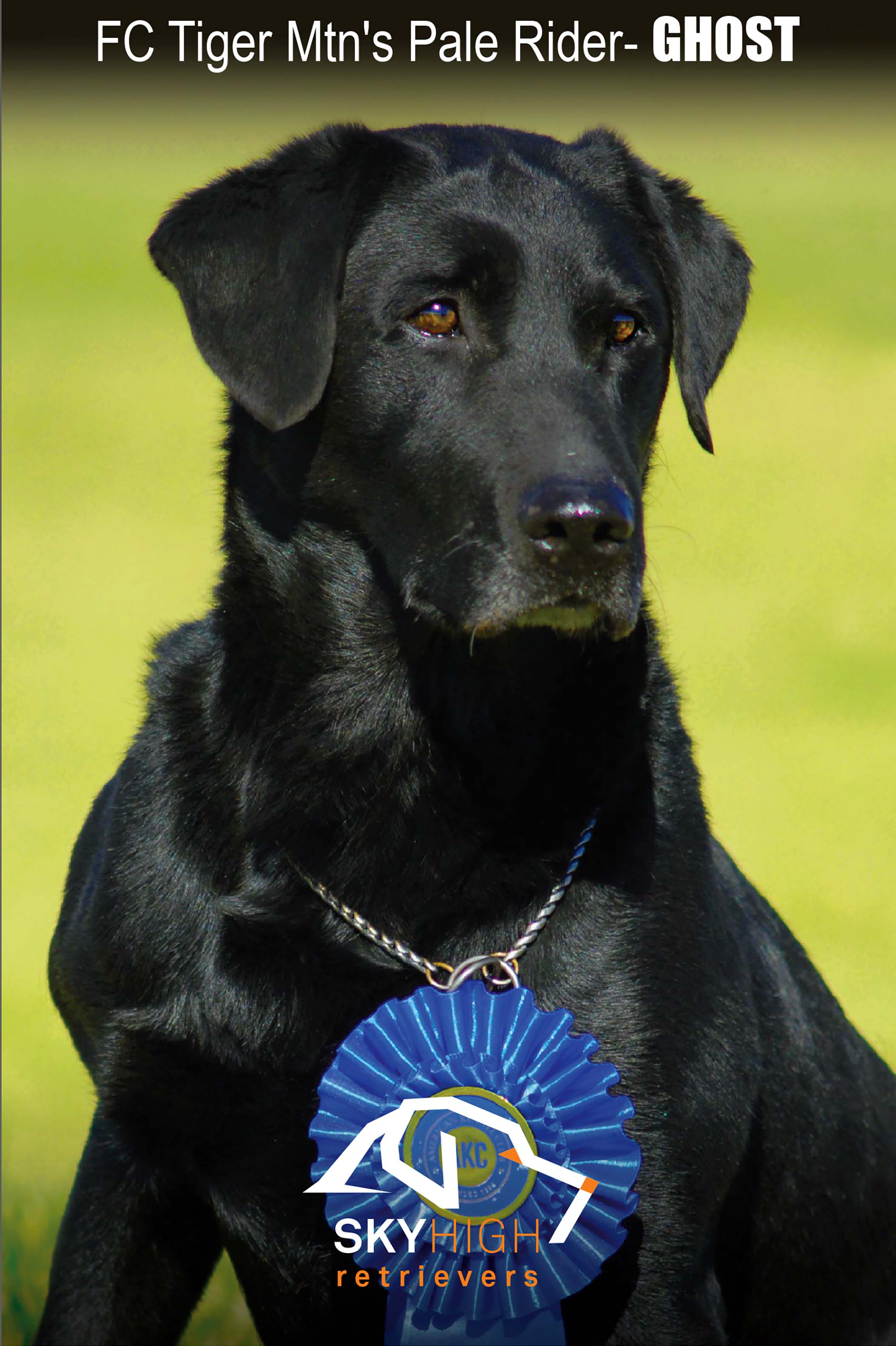 FC Tiger Mtn's Pale Rider | Black Labrador Retriver