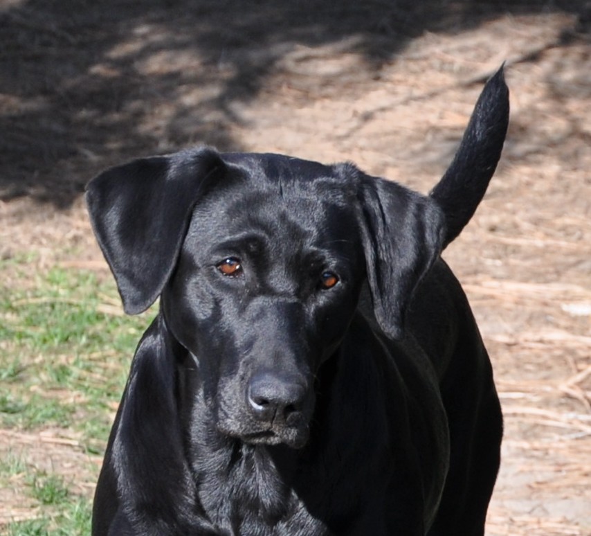 Duckdawg's Shoot The Dice | Black Labrador Retriver