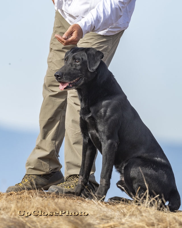 FC Tiger Mtn's Bettin' On Black (2019 NRC Finalist) | Black Labrador Retriver