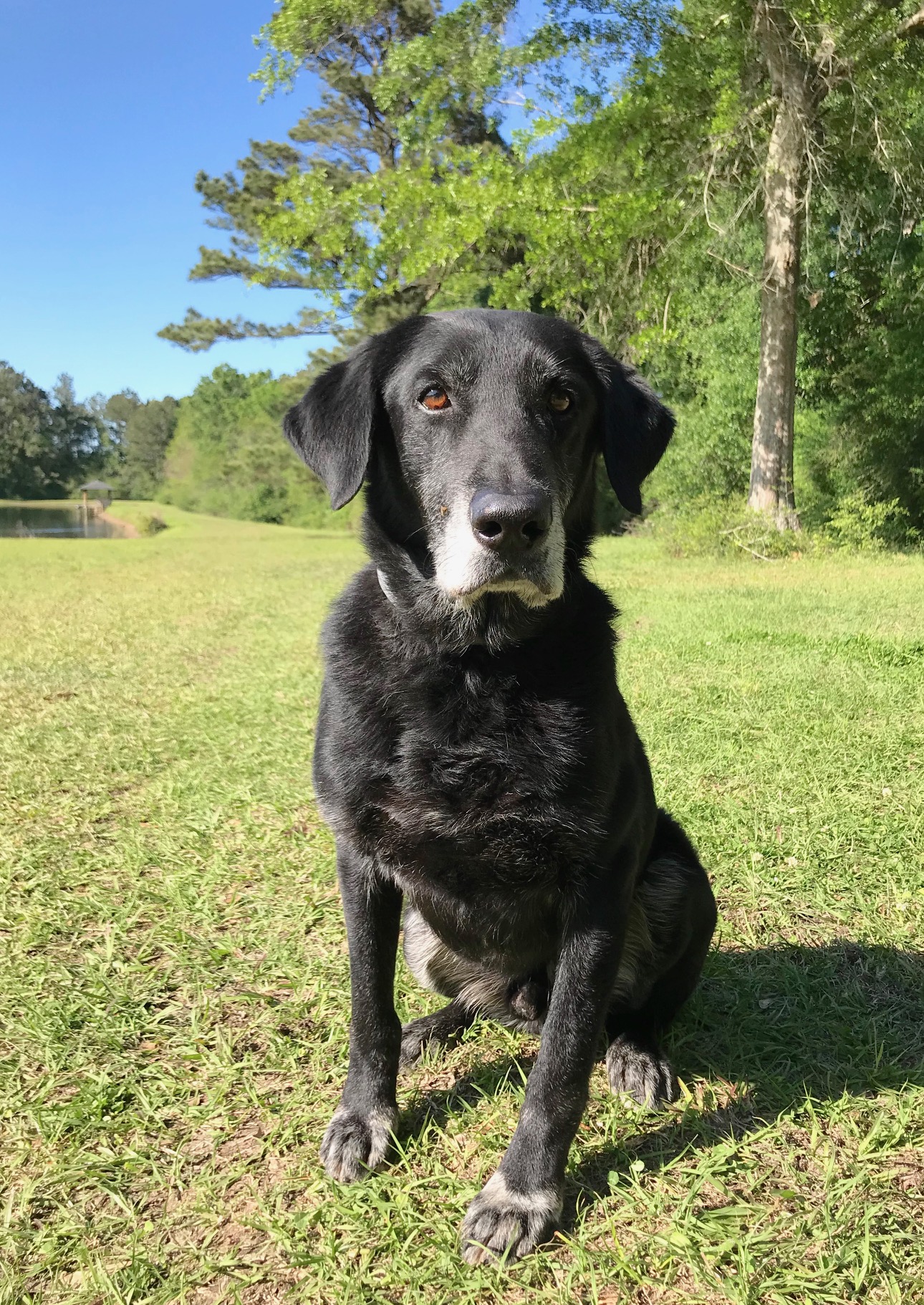 FC Lane's Krewe Cheif | Black Labrador Retriver