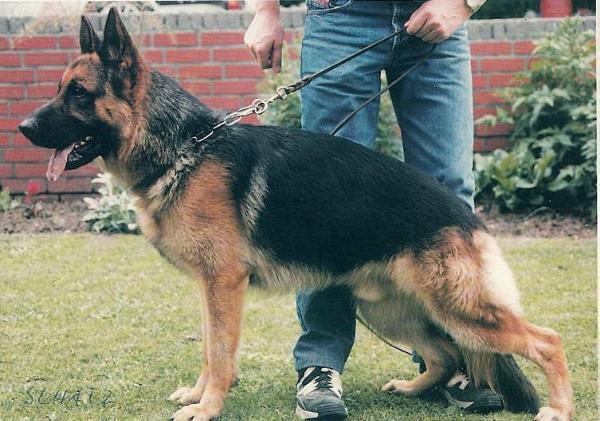 Yugo von der Michaelswiese | German Shepherd Dog 