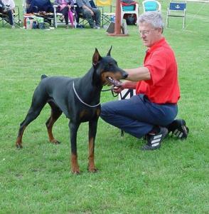 Autumnblue v. 't Hof ter Helle | Black Doberman Pinscher