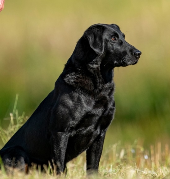 FC AFC Wood Rivers Mr Big | Black Labrador Retriver