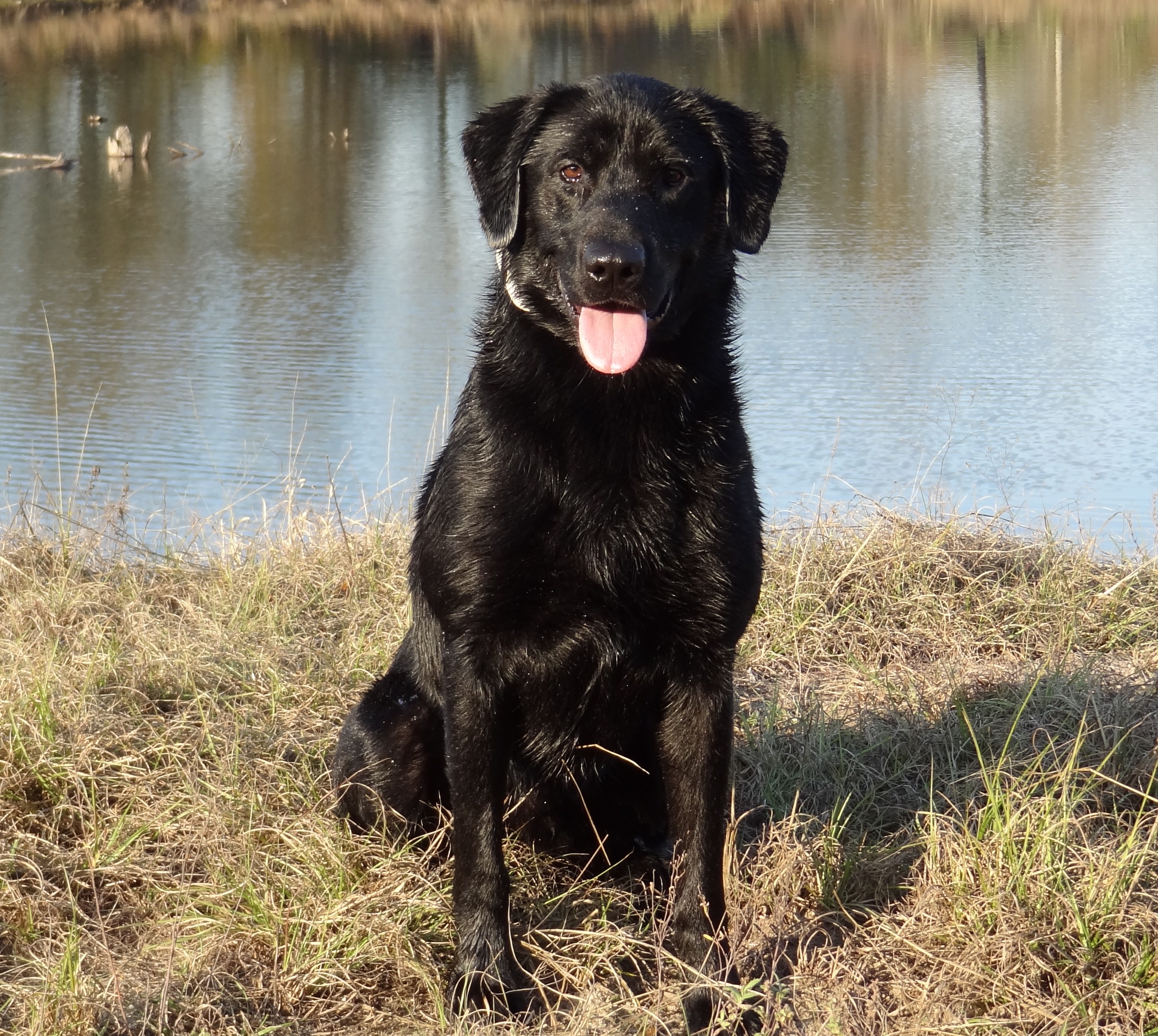 FTCH Baypoint's Park Avenue QAA QFTR | Black Labrador Retriver