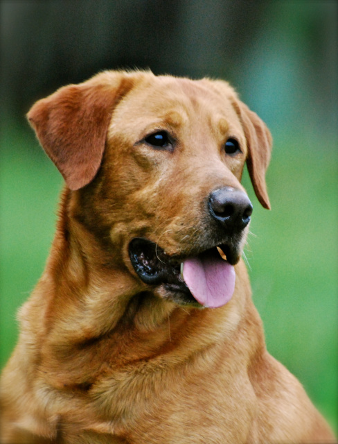 FC AFC Gunstock's Topshelf Snap Decision | Yellow Labrador Retriver