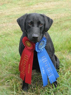 FC AFC Back By Popular Demand | Black Labrador Retriver