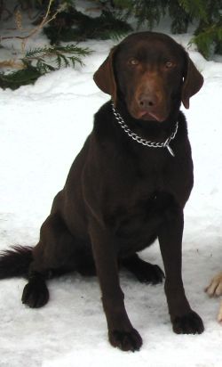 NHC Elwood's Cherokee Pete NBDCA HOF NBDCA NC | Chocolate Labrador Retriver