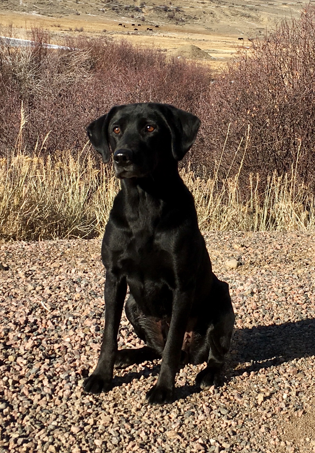 Ridgeline's River Rider Hijinks QAA | Black Labrador Retriver