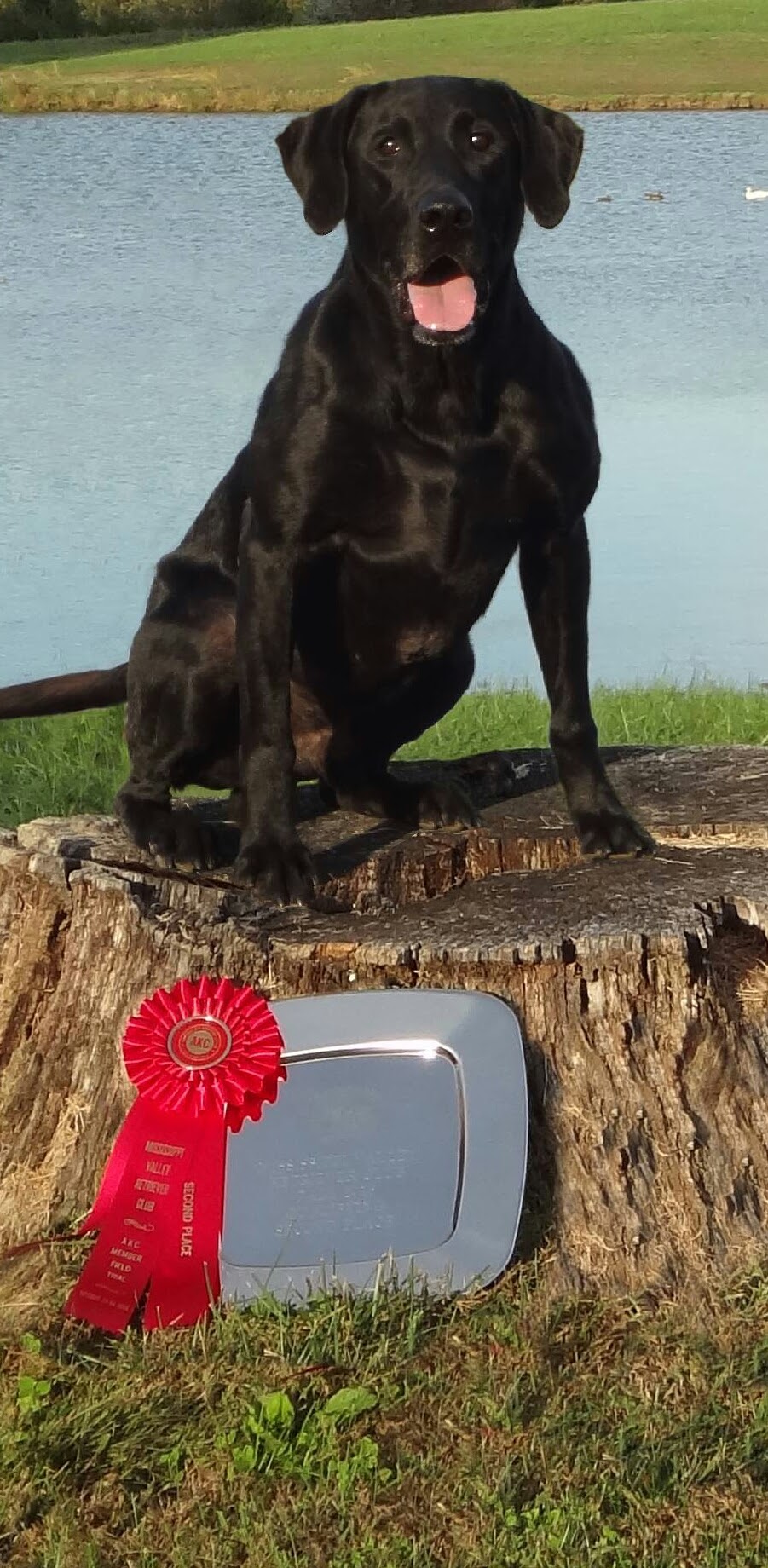 HRCH Longshot's Black Deuces R Wild DM,MH,QAA | Black Labrador Retriver