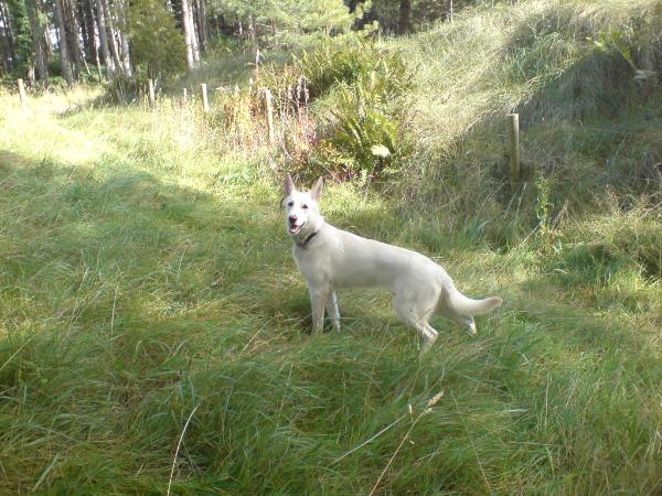 Breuddwyd Celtiaidd | White Swiss Shepherd Dog 