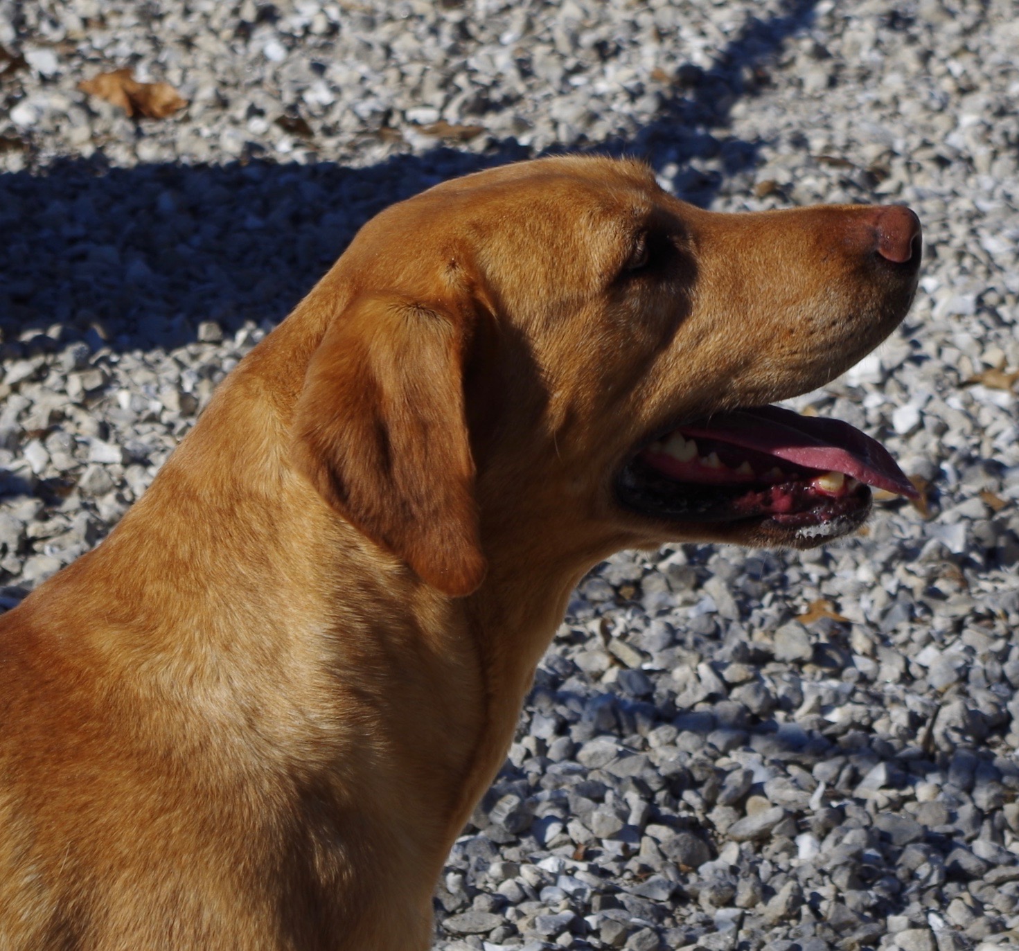 Show Me Wings Jasmine | Yellow Labrador Retriver