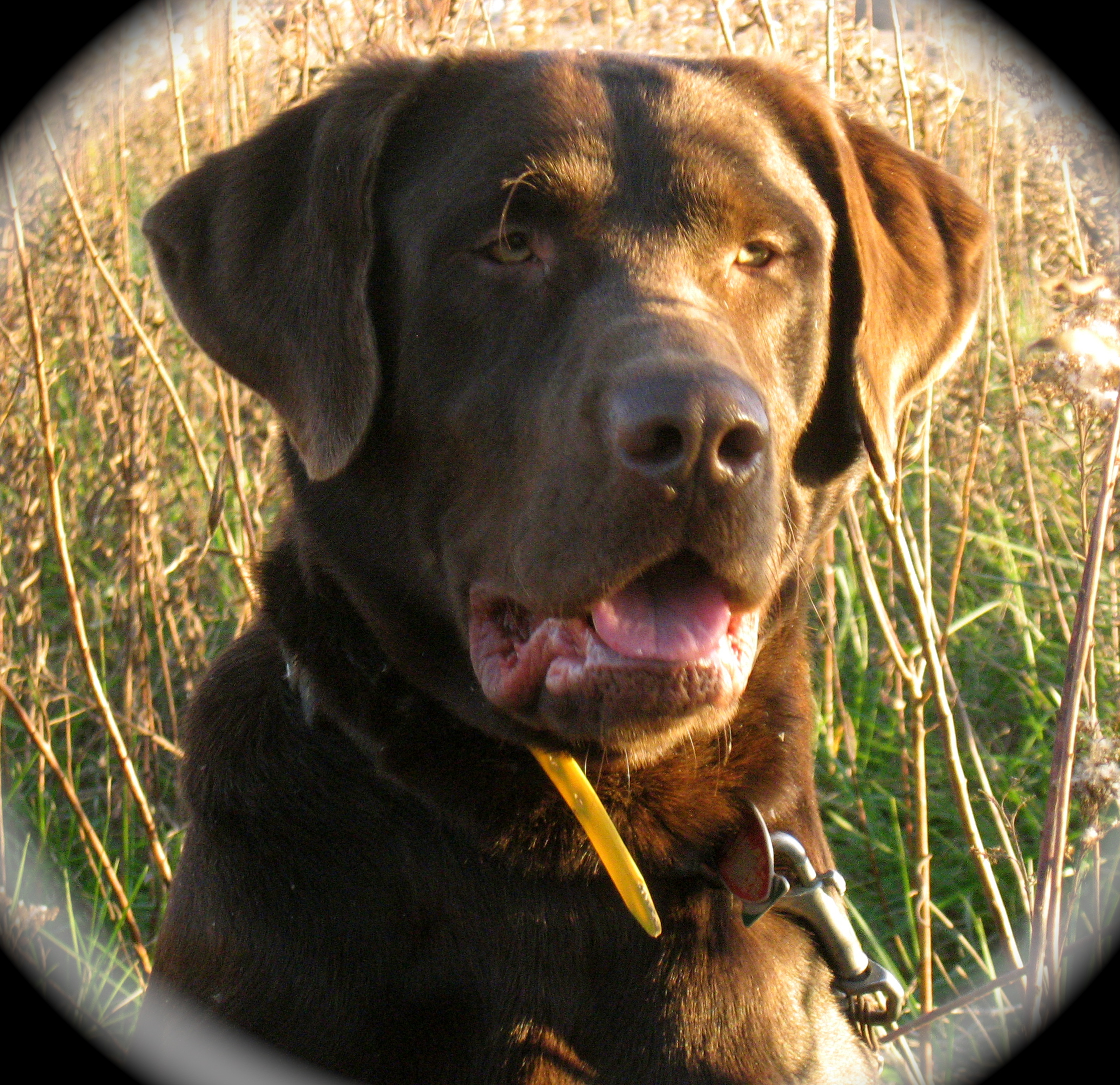 West's Clyde Hopper | Chocolate Labrador Retriver