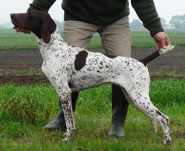 Izzy Z Czarnego Dworu | German Shorthaired Pointer 