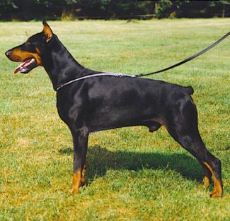 Emir Les Deux Peupliers (NHSB 2001258) | Black Doberman Pinscher