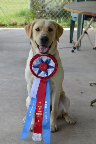 Bakbay Supernova MH QA2 | Yellow Labrador Retriver