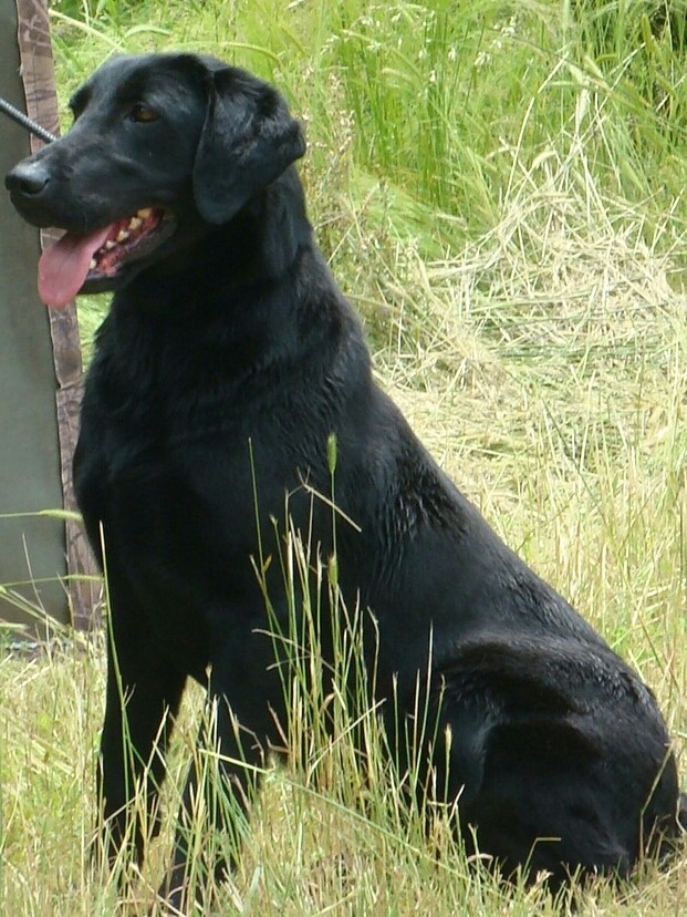 HRCH Hoppin Out The Pit Everytime | Black Labrador Retriver