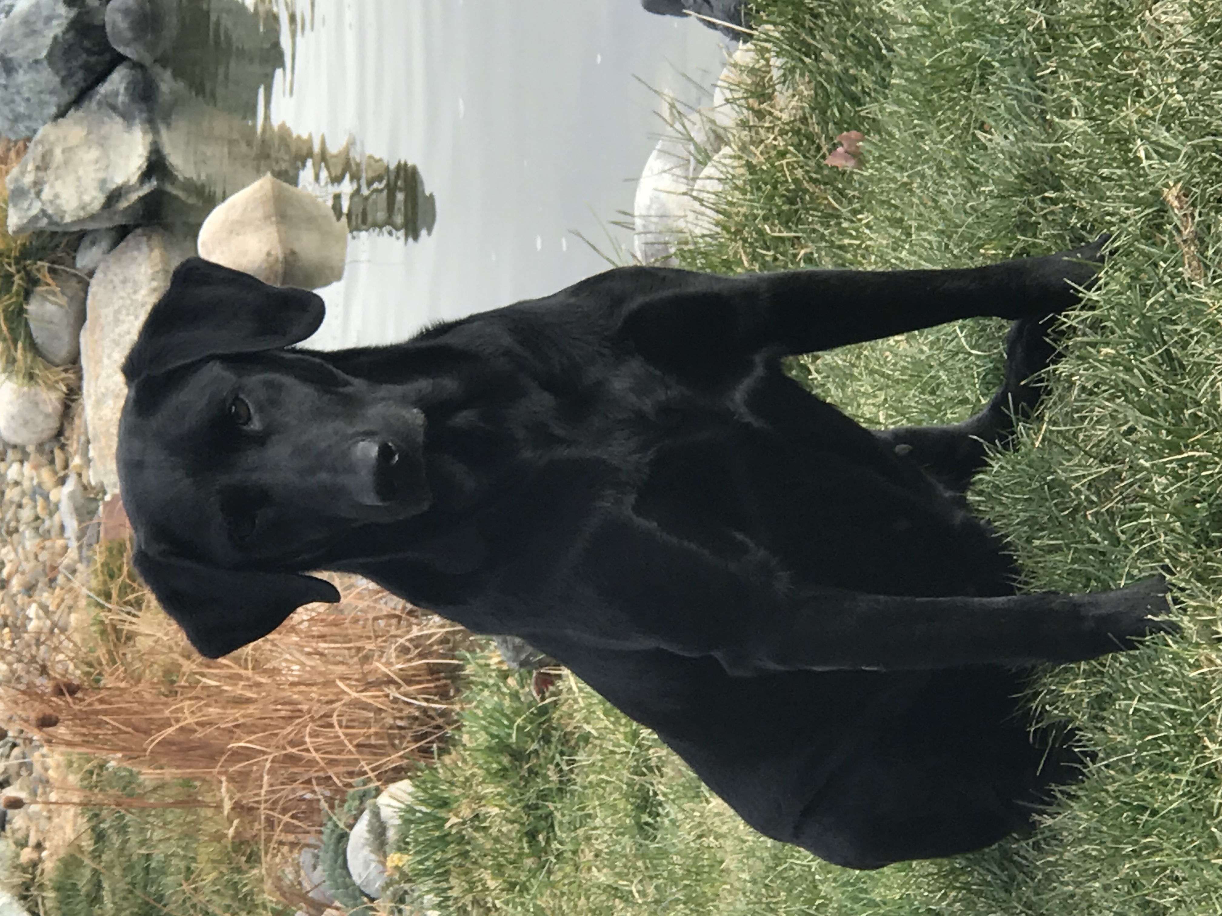 Pah Rah's T-bird | Black Labrador Retriver