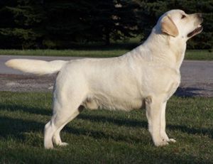 CH Zinfndel Brigham | Yellow Labrador Retriver